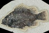 5.1" Fossil Fish (Cockerellites) - Green River Formation - #129695-1
